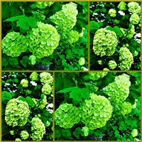 539f44d1-pageviburnum.jpg