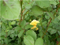 55293ab0-P1010015.JPG