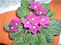 553fbebd-S5000096.JPG