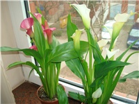 555f6863-DSC03343.JPG