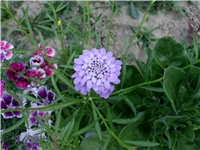 55b36aa4-DSCI1336.JPG