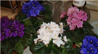 56bb0a52-DSC00161.JPG