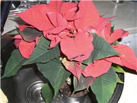56f464df-CIMG0961.JPG