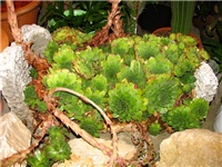 56f829da-IMG_2725.jpg