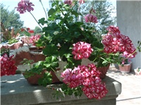 572e8d5e-050.JPG