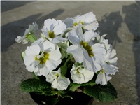 57c0fc0c-DSCI0118.JPG