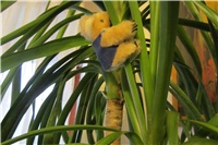 57f09391-koala.JPG