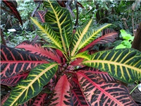 5822353e-codiaeum.jpg