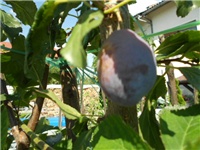 59e7c2e4-DSCN1220.JPG