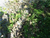 5a505cd5-DSCN1221.JPG