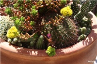 5b0df603-IMG_1394.JPG
