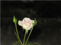 5b196a17-sshot-2012-09-14-22-22-26.jpg