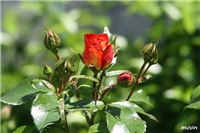 5b1ce2dc-IMG_1398.JPG