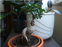 5b631cd5-DSCF0879.JPG