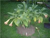5bd37a68-P7020091.JPG