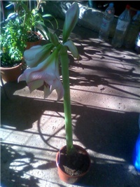 5c557a49-Amaryllis2.jpg