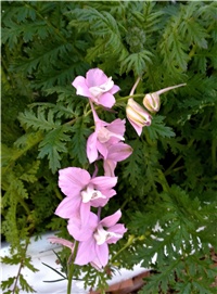 5cedb952-IMG_20210607_194834.jpg