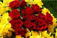 5d1f0083-red-roses-and-narcissus-bouquet-dsc01441.jpg