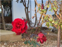 5d2e746c-004.JPG