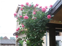 5dd55391-IMG_0547.jpg