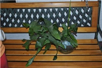 5ef8faee-petak036.jpg
