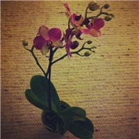 5f3944ba-orchid.jpg