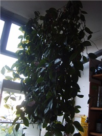 5f7ddf74-S5000246.JPG