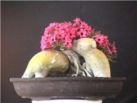 6026be0a-ADENIUM.jpg