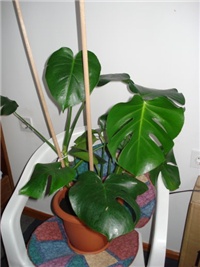 60835ddd-monstera1.jpg