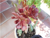 60fbfd19-DSCN1354.JPG