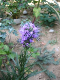 61c31b1e-LIATRIS.jpg