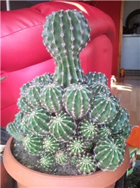 6258a32d-kaktus.jpg