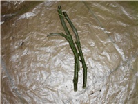 63bd9eb0-DSCI0948.JPG