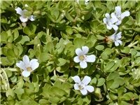 647ddc10-Bacopa_monnieri.jpg