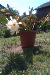 64a12756-IMAG0163.jpg
