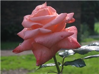 64ccf363-IMG_0743.jpg