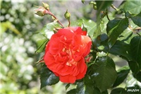 65907cfa-IMG_1400.JPG