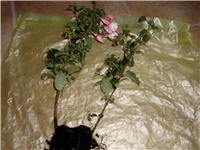 665814cb-DSCI0941.JPG