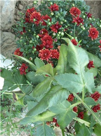 686ee5b8-SL732278.JPG