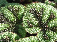68a7aa20-7fd0-4e54-9857-da90bb5c1c86-bego1.jpg