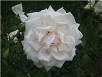 690addf5-IMG_3995.jpg