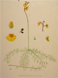 69cdd7d5-Utricularia-neglecta.jpg