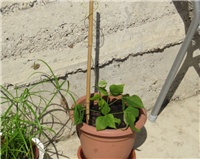 6b078ba4-sshot-2012-08-26-10-22-43.jpg