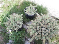 6b6850cb-P1010003.JPG