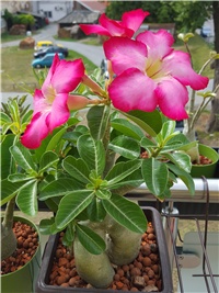 6beb0ea5-20170727_102436.jpg