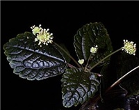6bf253f2-pilea1.jpg