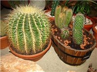 6c333a72-IMG_2761.jpg