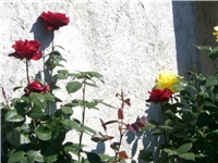 6c3ca545-CIMG1060.JPG