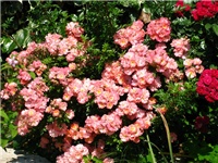 6c4d37f0-IMG_4438.jpg