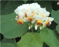 6d1fe473-Sparrmannia.jpg
